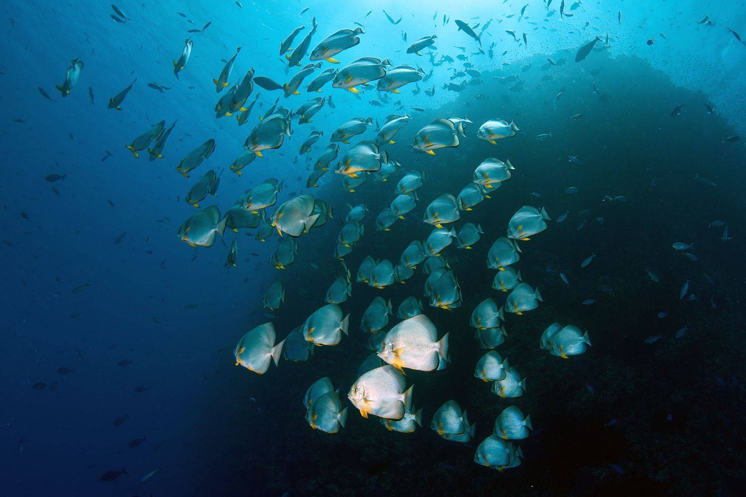 подводная фотосъемка, коралловый риф, рыбы, тропические рыбки, дайвинг, море, PAVEL PEREPECHAEV