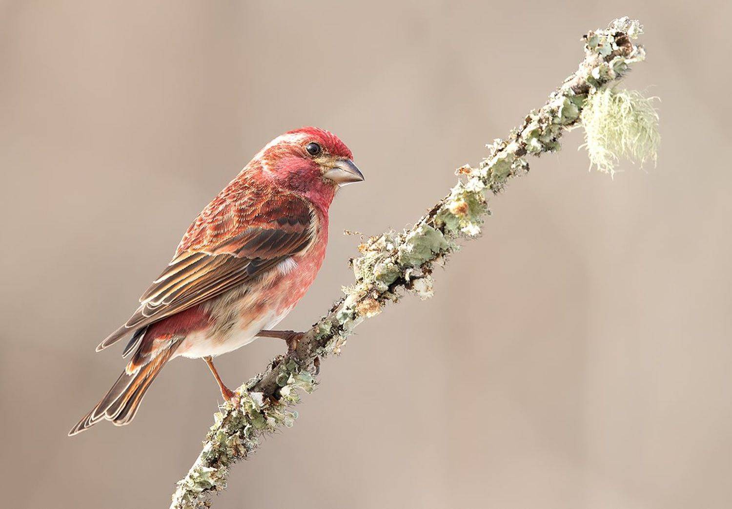 purple finch, пурпурная чечевица, чечевица, зима, Etkind Elizabeth