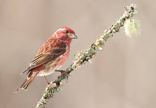 Purple finch male - Пурпурная чечевица