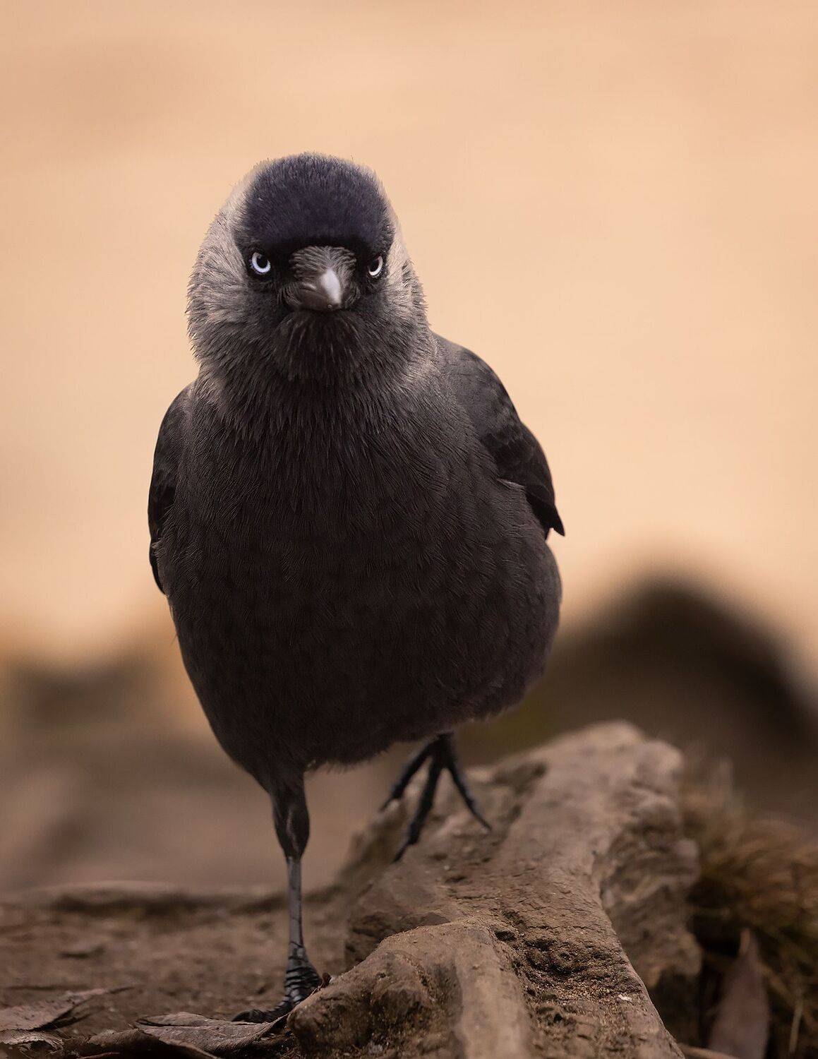 Jackdaw. Автор: Robert Adamec , Robert Adamec