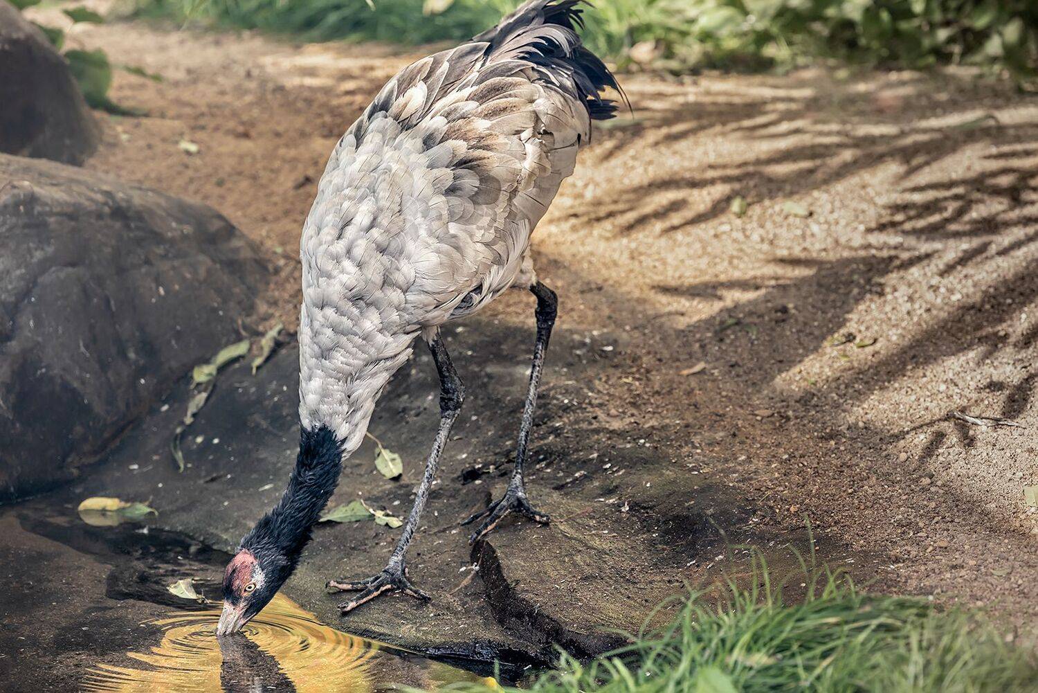 , Шурчков Юрий