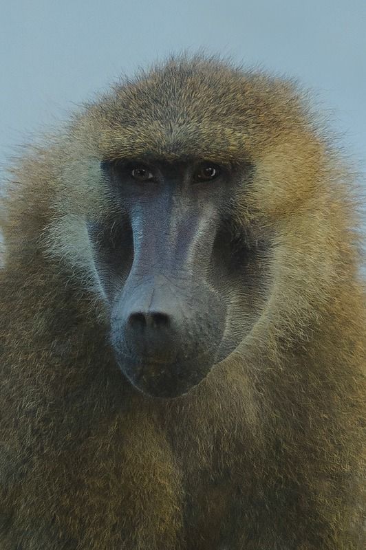 Babouin фото превью