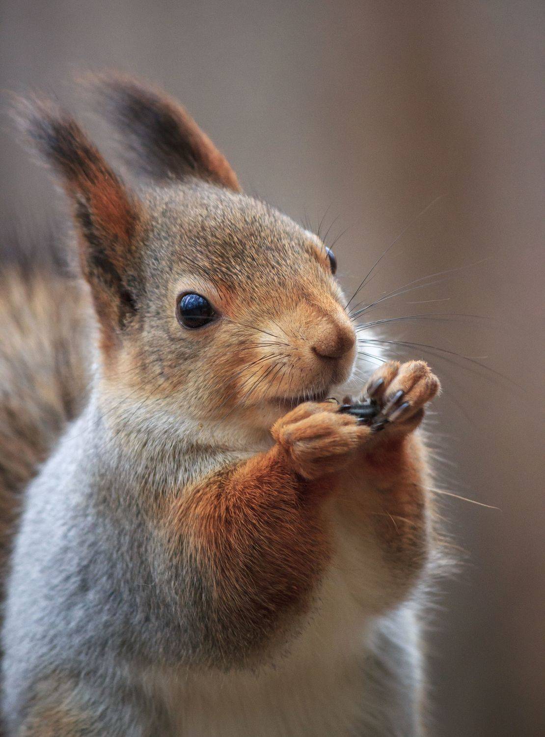 , Елисеев Александр