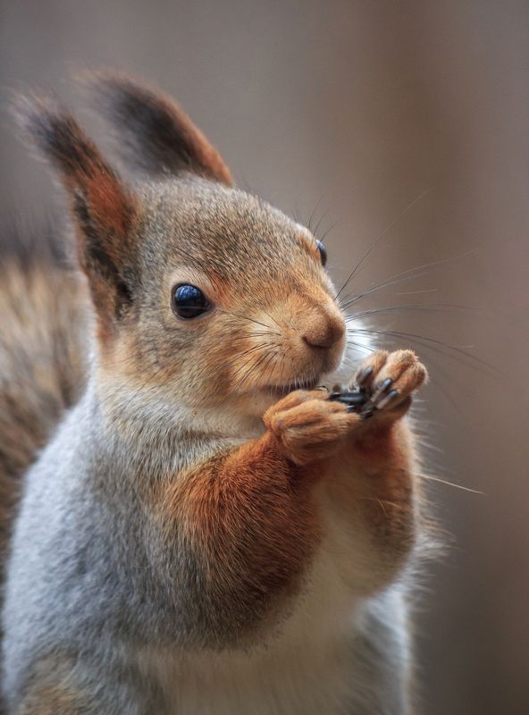 Портрет белки фото превью