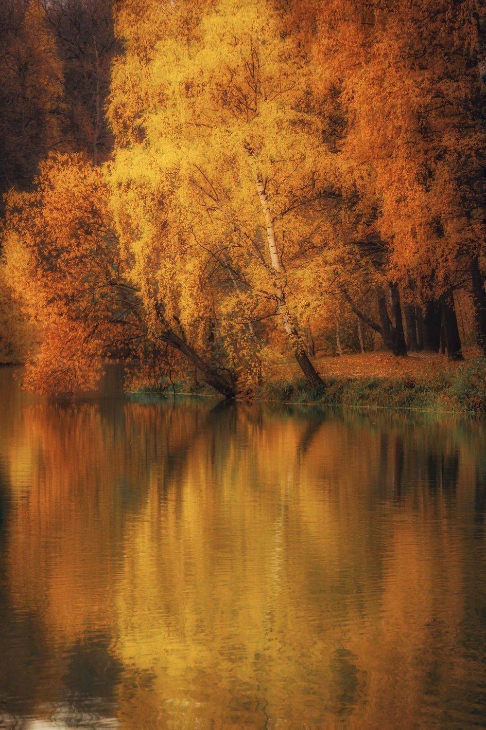 золотаяосень, осень, autumn, goldautumn, природа, nature, landscape, пейзаж, лес, forest, пруд, отражение, пруд, отражение, Julia Kaissa