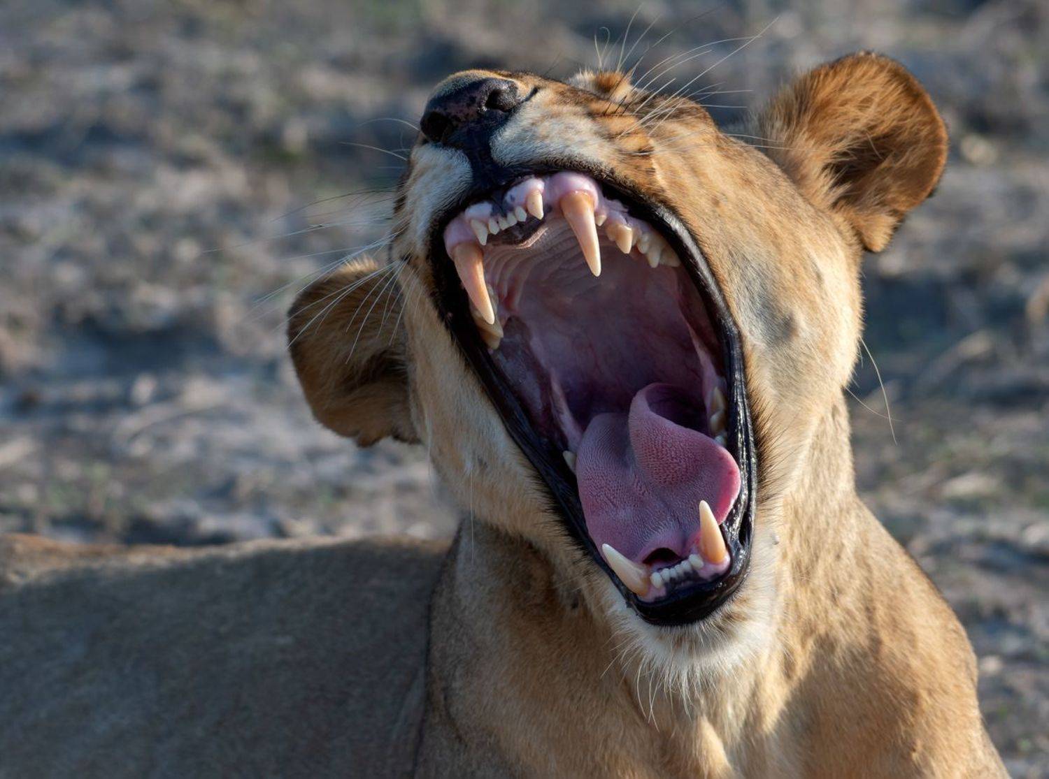 , Гордонов Юрий