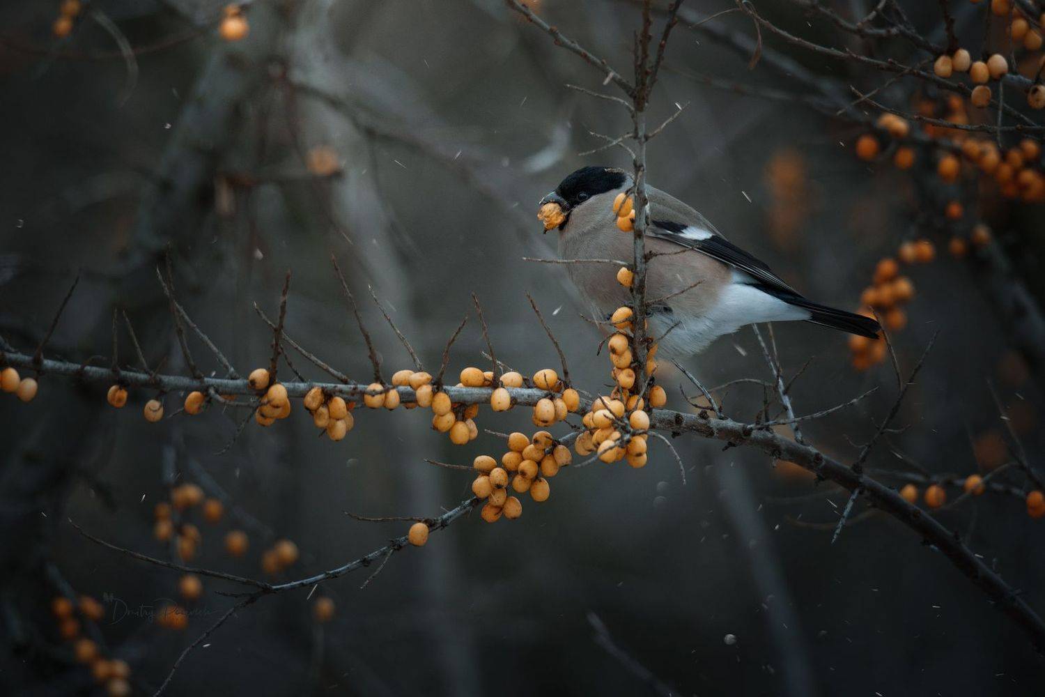 природа, лес, поля, огороды, животные, птицы, макро, Посевич Дмитрий