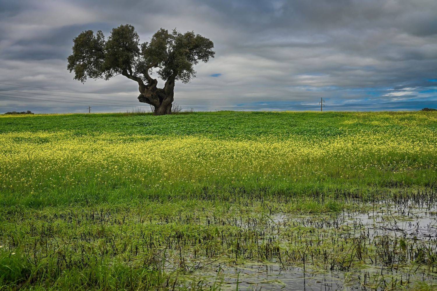 landscape, tree, field, flowers, flowers field, sky,, Наталья Пирогова