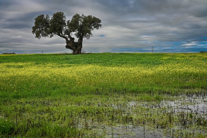 landscape, tree, field, flowers, flowers field, sky, Lonely oak фото превью
