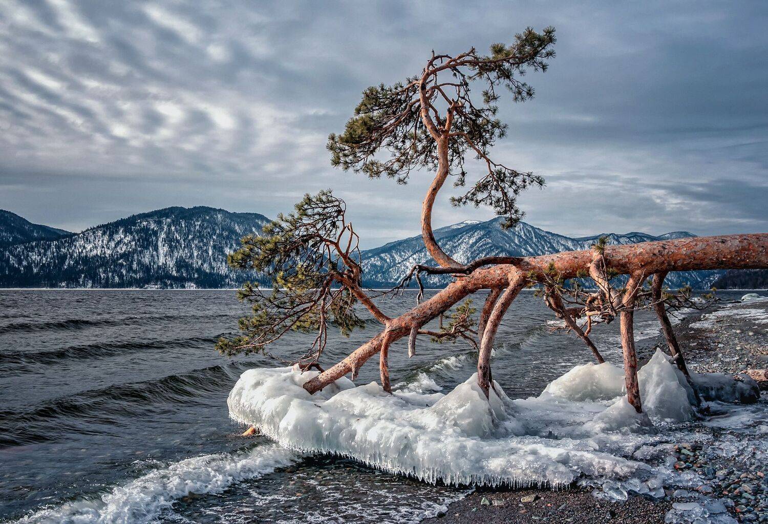 горный алтай,зима,телецкое озеро,село яйлю,упавшая сосна,сосульки, lora_pavlova