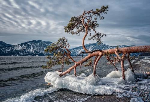 Поклонная сосна...