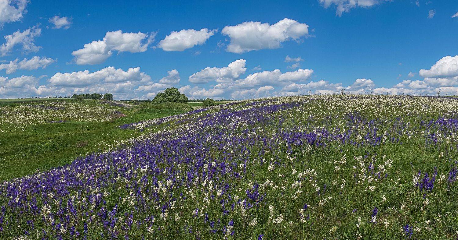лето, полевые цветы, таволга, змееголовник,, Николай Бологов