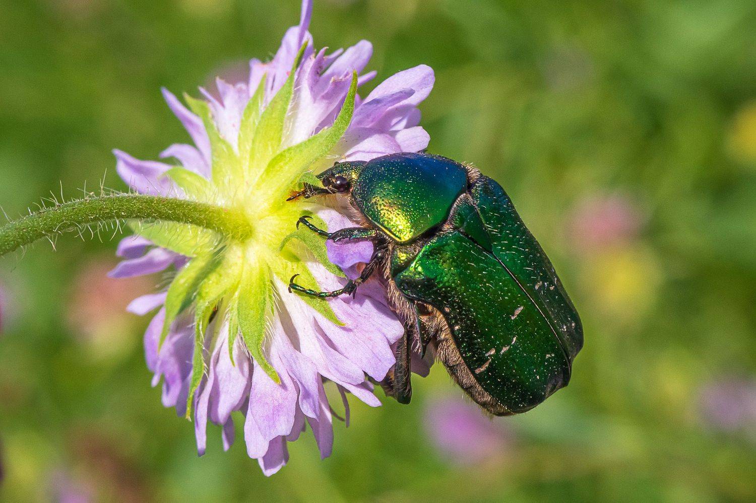 бронзовка золотистая, лето, жук,, Николай Бологов