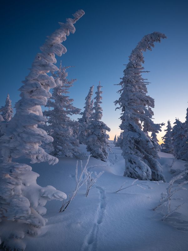 Причудливые ели…  Weird firs... фото превью