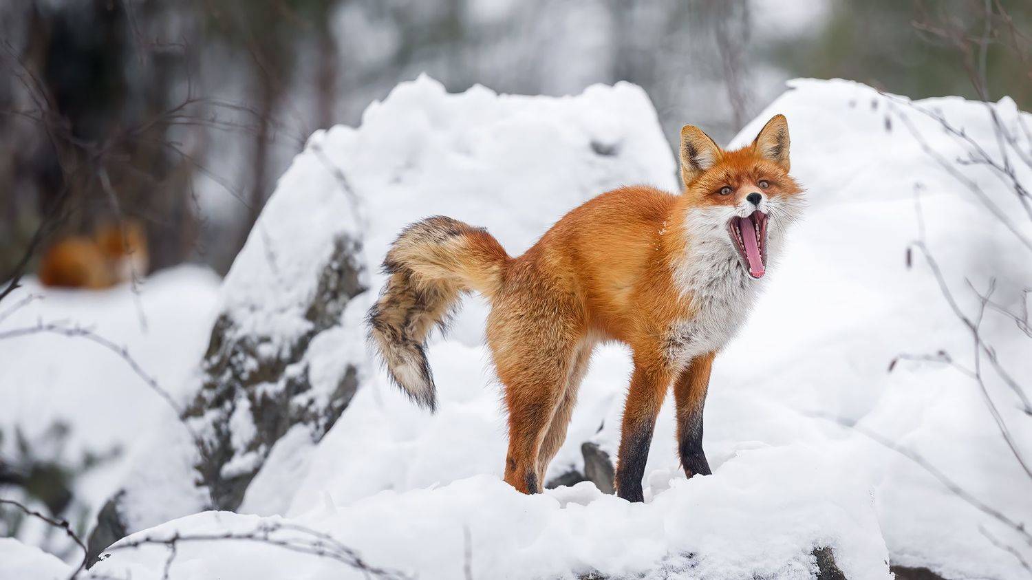 , Калинин Михаил