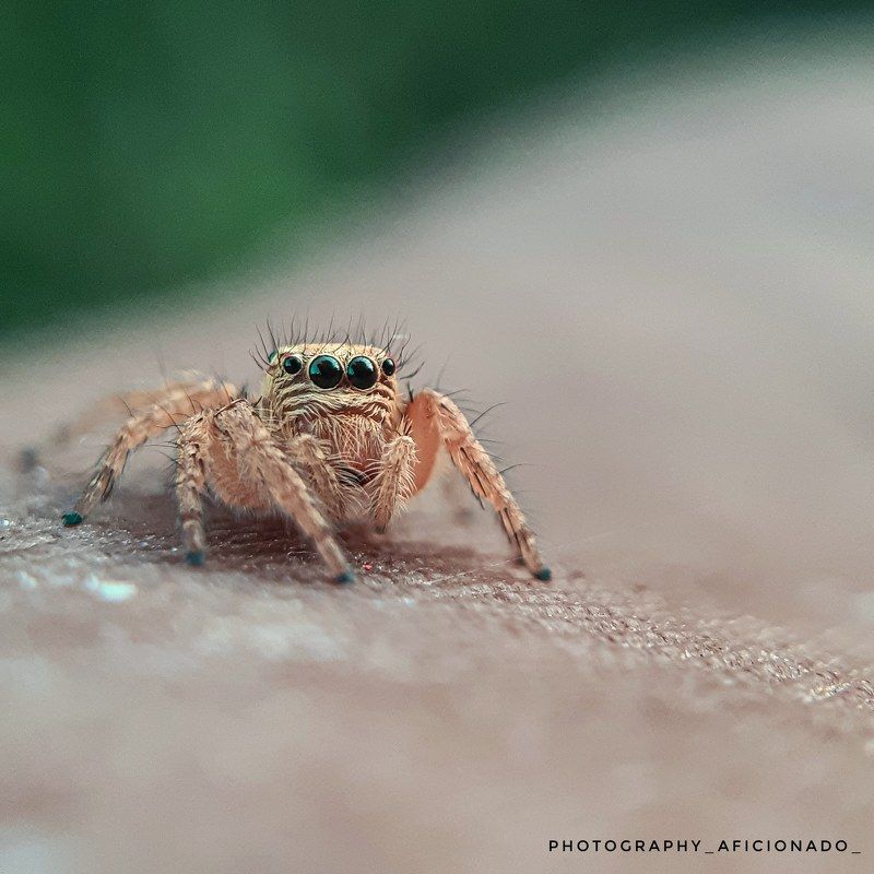 Mobile macro photography. A  little spider  фото превью