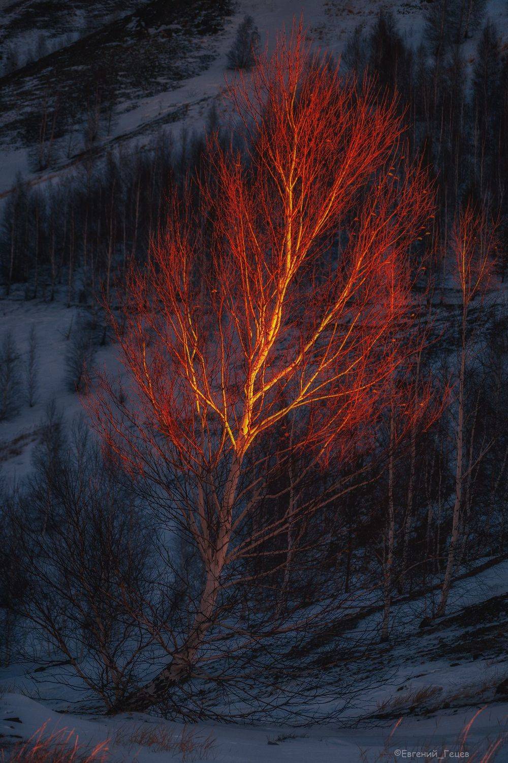 утро, рассвет, дерево, береза, свет, Евгений Гецев