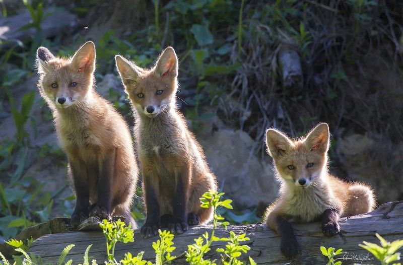 Посиделки фото превью