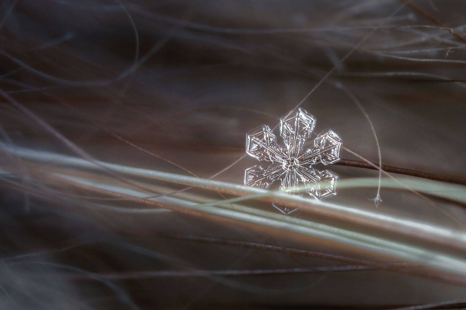 снежинка природа мороз зима макро, Еремеев Дмитрий