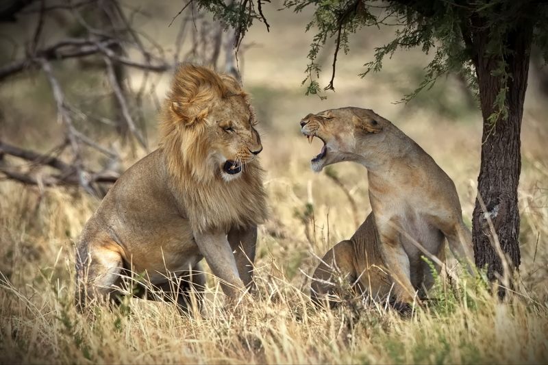 РУГАТЬСЯ НЕЛЬЗЯ МИРИТЬСЯ