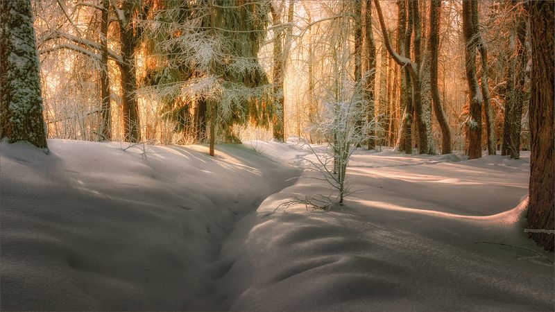 пейзаж, зима, утро, лес, свет, цвет, александр никитинский Зимнее утро в лесу... фото превью