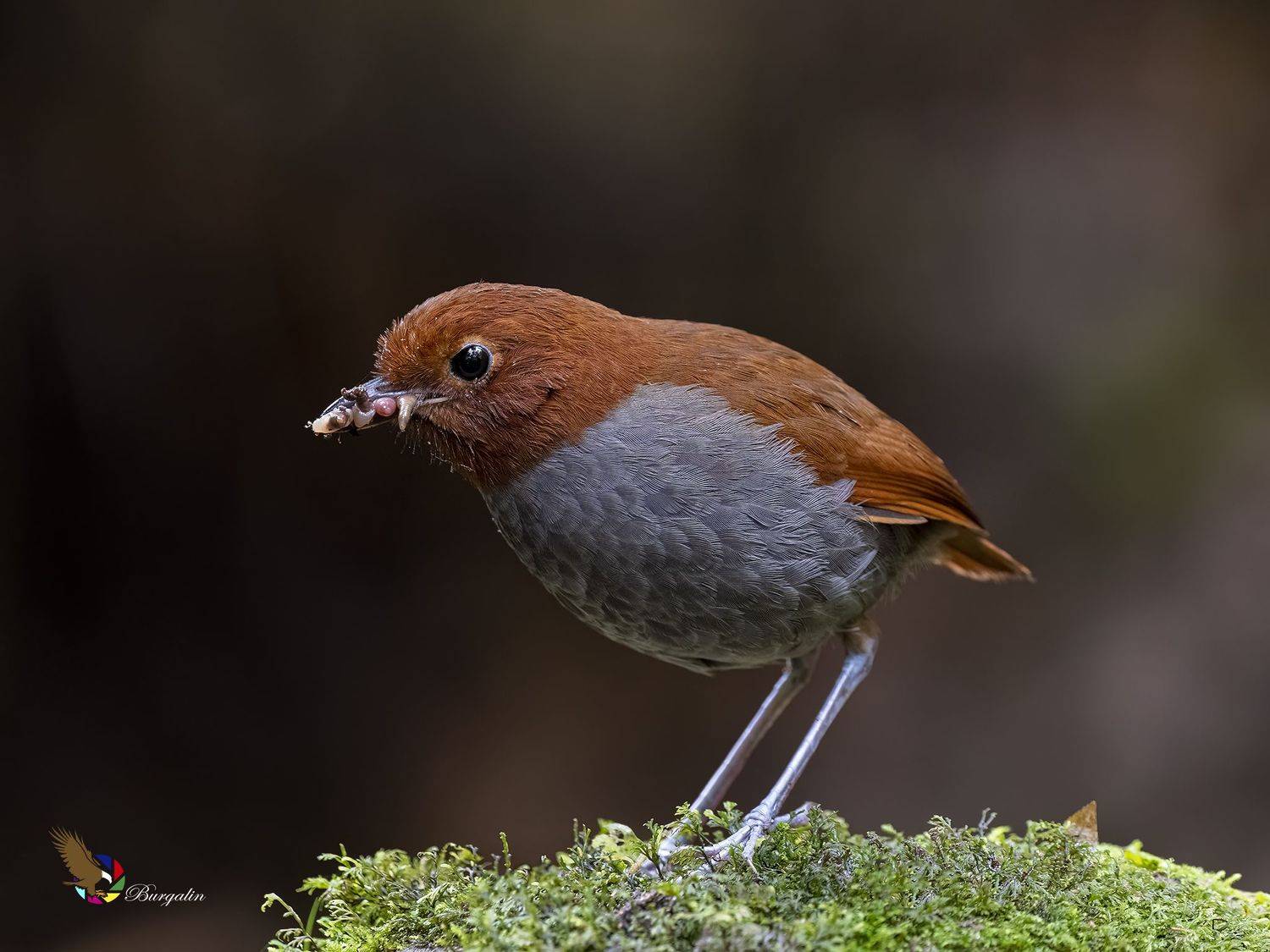 , Burgalin Sequeira Fernando