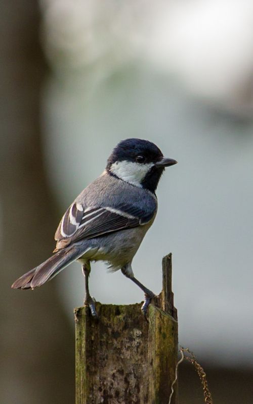 Cinereous tit фото превью