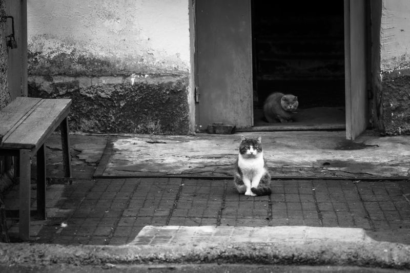 Мафия фото превью