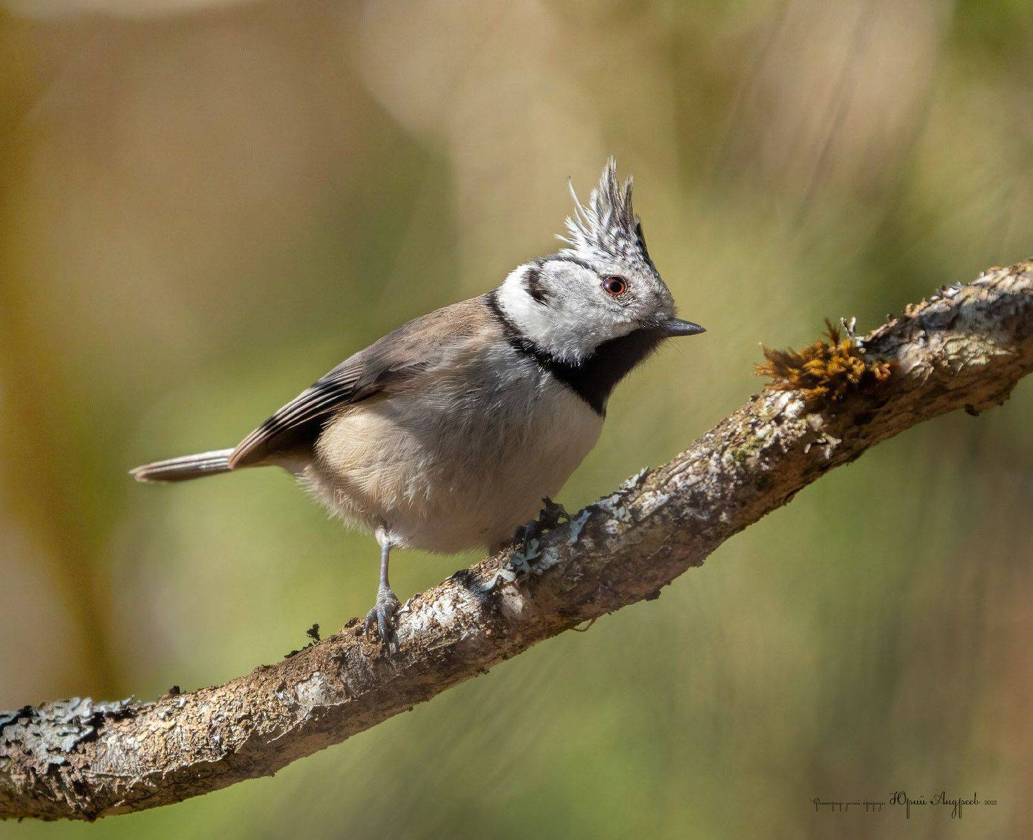 хохлатая синица, гренадёрка, Юрий Андреев