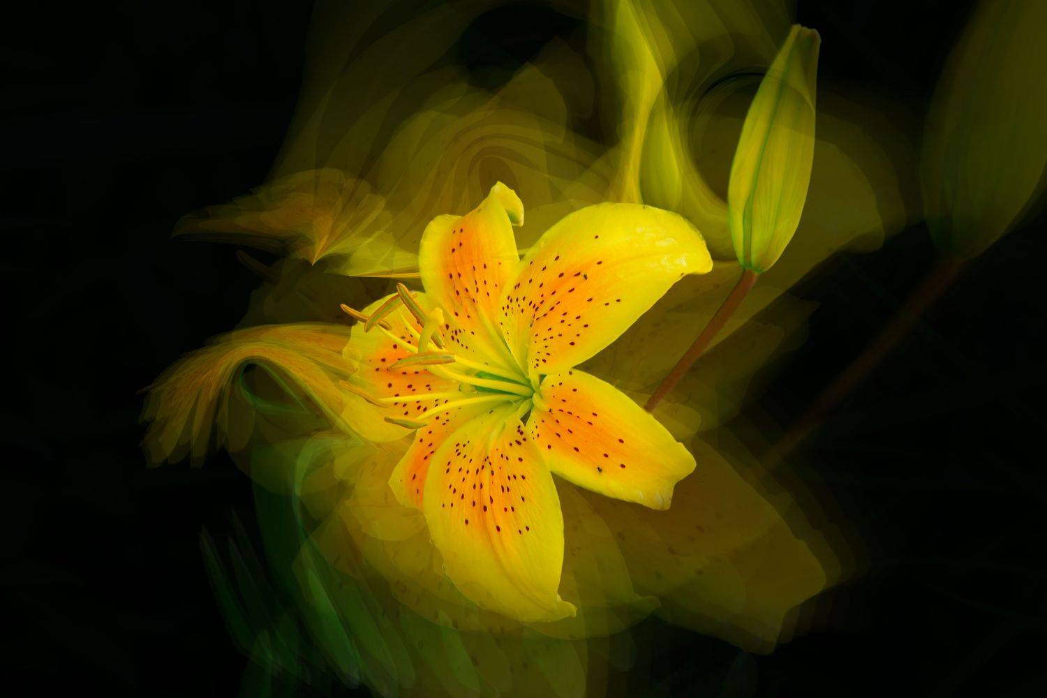 multicolored lilies, blossom, flowers, green , spring, garden, summer flowers,  summer color, nature, flora, black background, blur, DZINTRA REGINA JANSONE