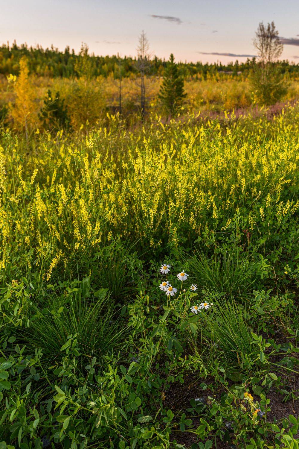 ямал, тундра, надым, никон, Олег Сторожев
