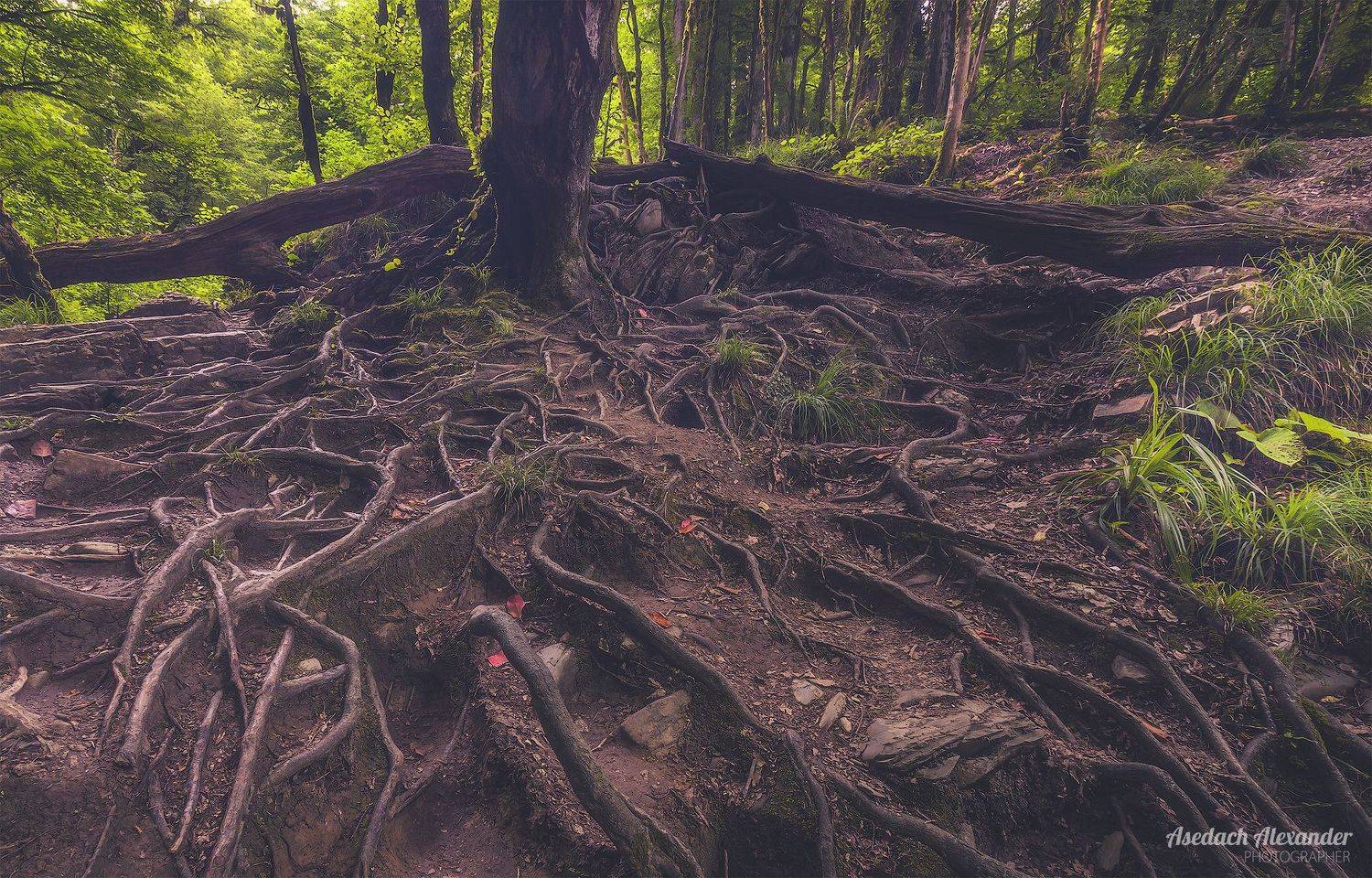 , Аседач Александр