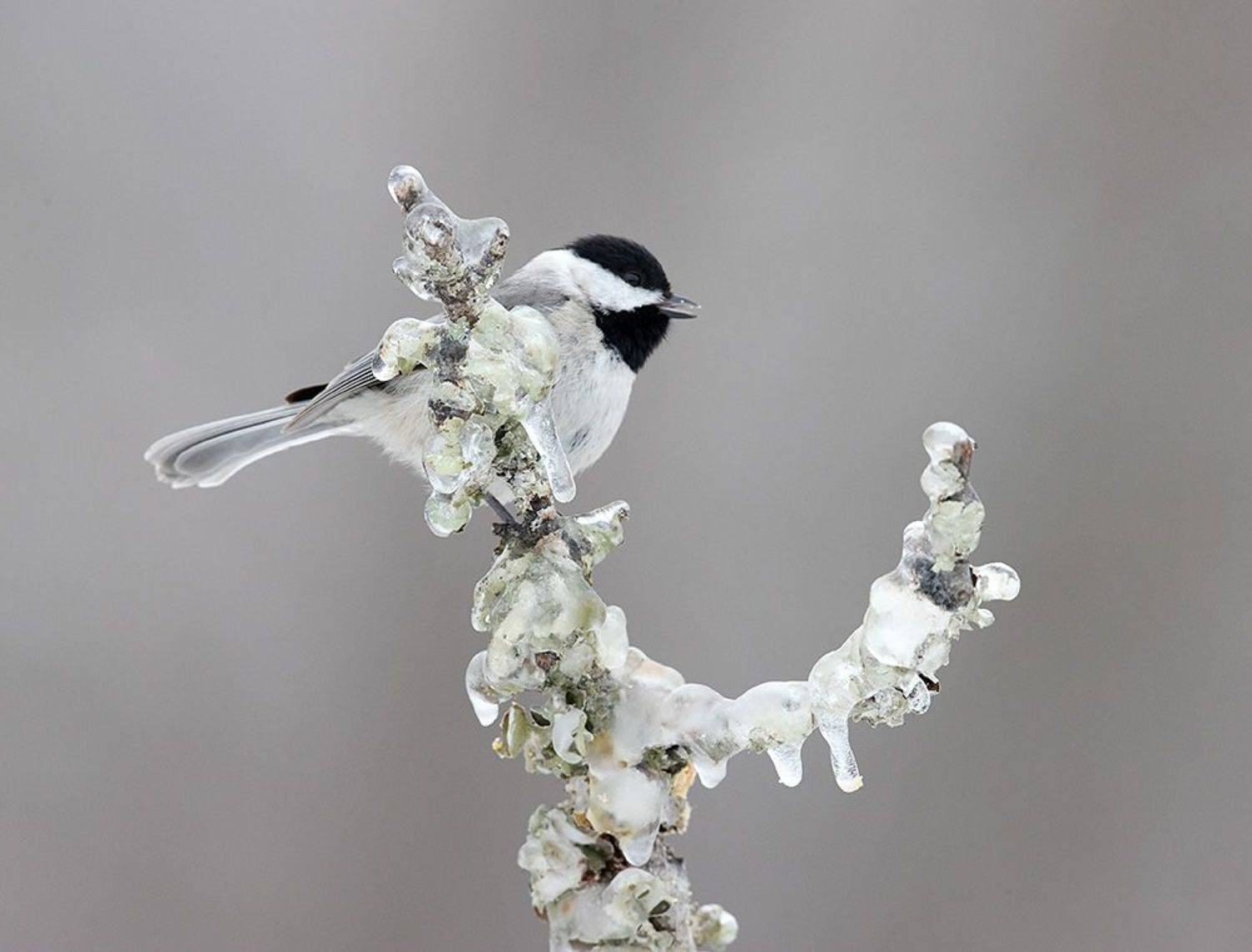 черношапочная гаичка, black-capped chickadee, гаичка, зима, chickadee, синичка, Etkind Elizabeth
