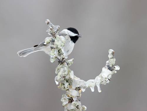 Черношапочная гаичка - Black-capped Chickadee