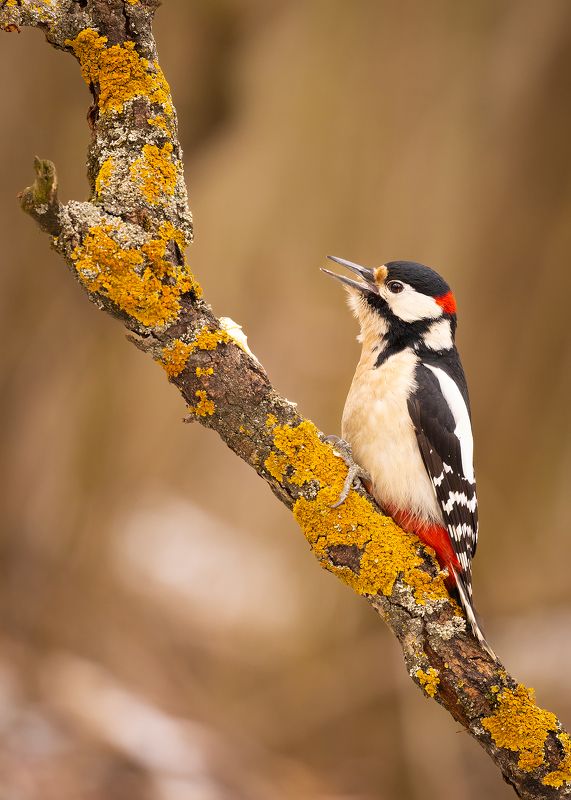Woodpecker фото превью
