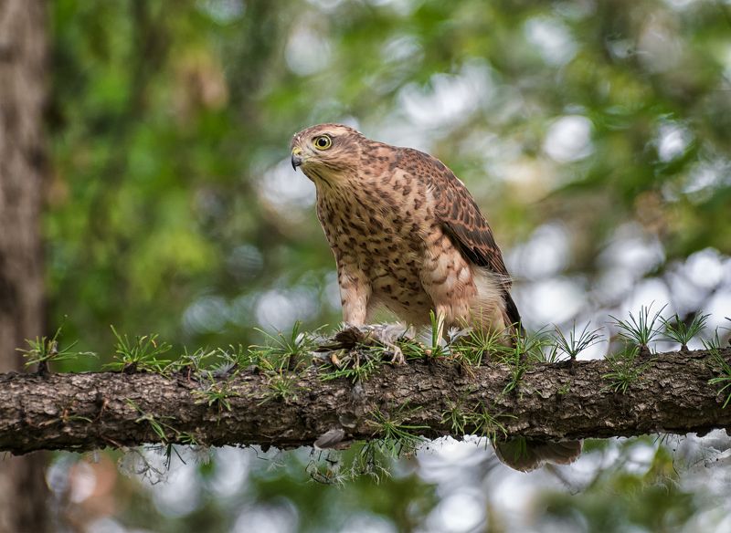 птица, хищник, ястребок, охота, добыча, с добычей.. фото превью