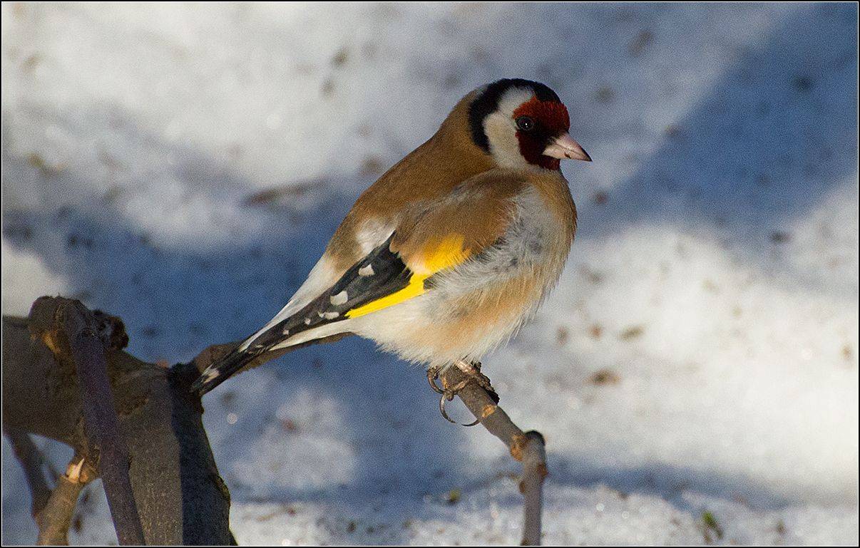 москва, парк, зима, щегол, АНАТОЛИЙ ДОВЫДЕНКО