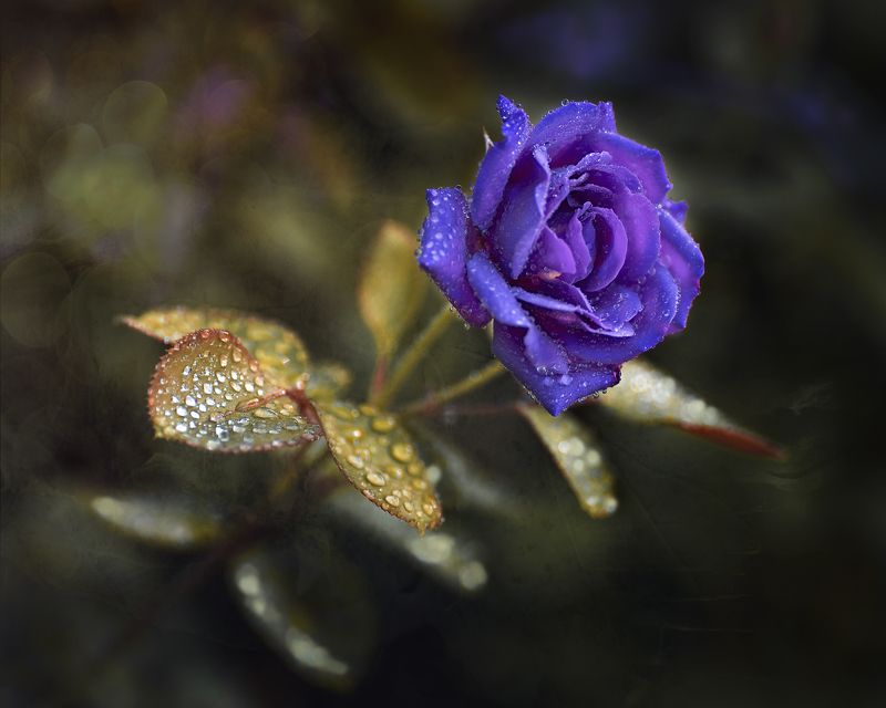 роза  фото превью