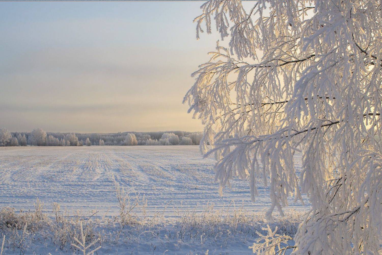 , Галина Луценко