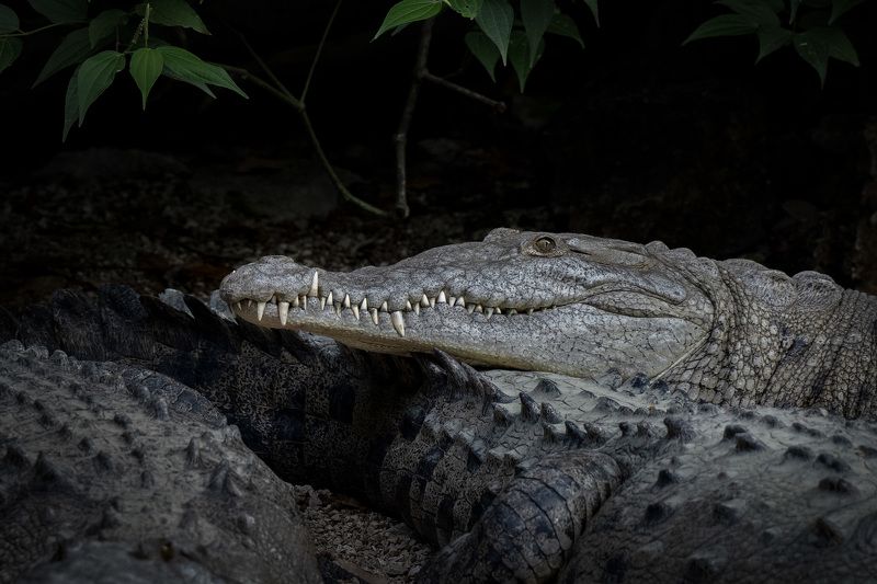 крокодил мексика crocodile Мексиканские крокодилы фото превью