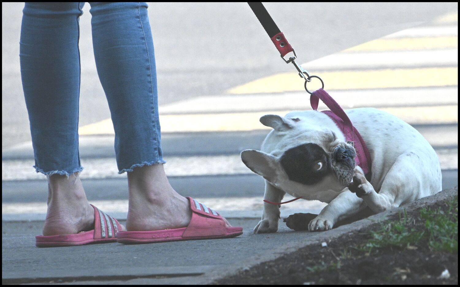 , Меднов Влад