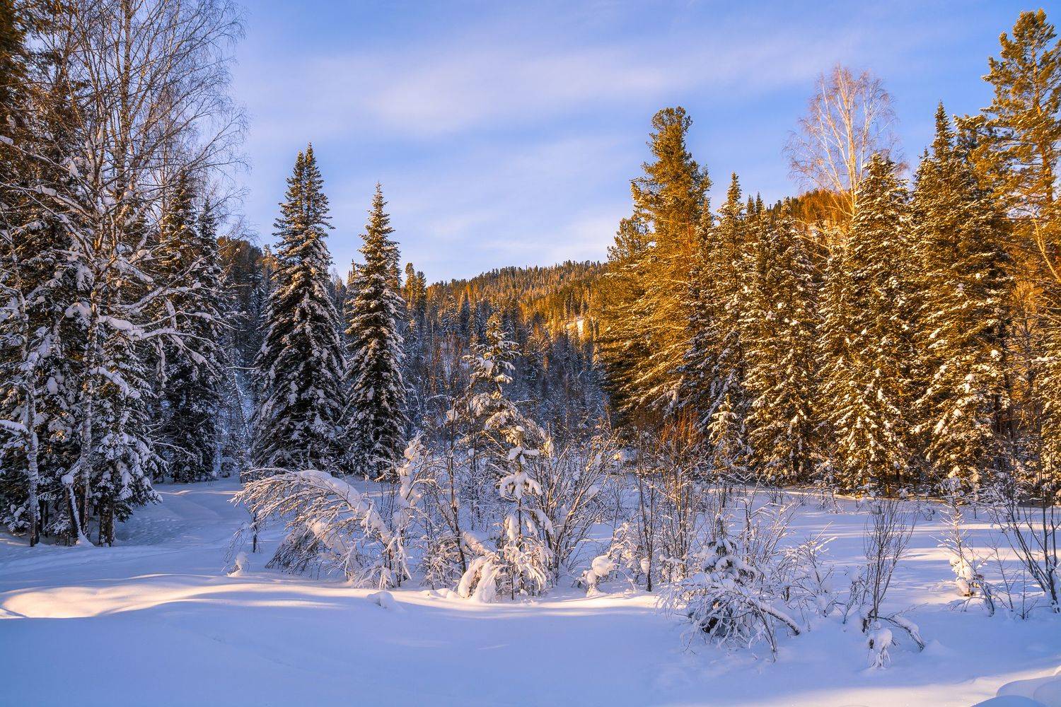 россия, горный алтай, зима, лес, Андрей Поляков