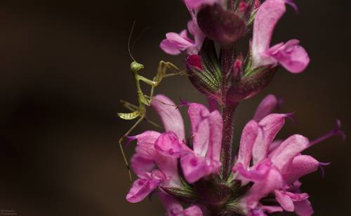 Богомол и шалфей