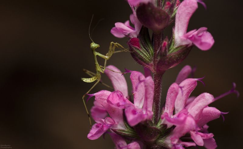макро, природа, насекомые, богомол, тля, растения, цветы, шалфей, macro, nature, insects, praying mantis, aphids, plants, flowers, sage, Богомол и шалфей фото превью