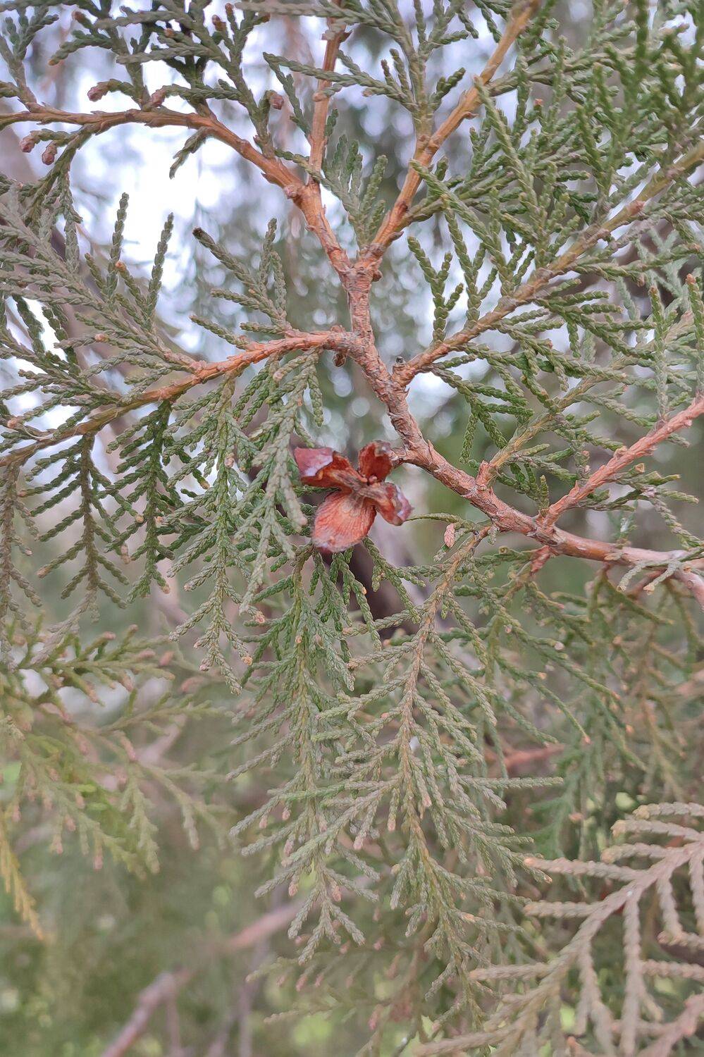 пихта, Sergii Vidov