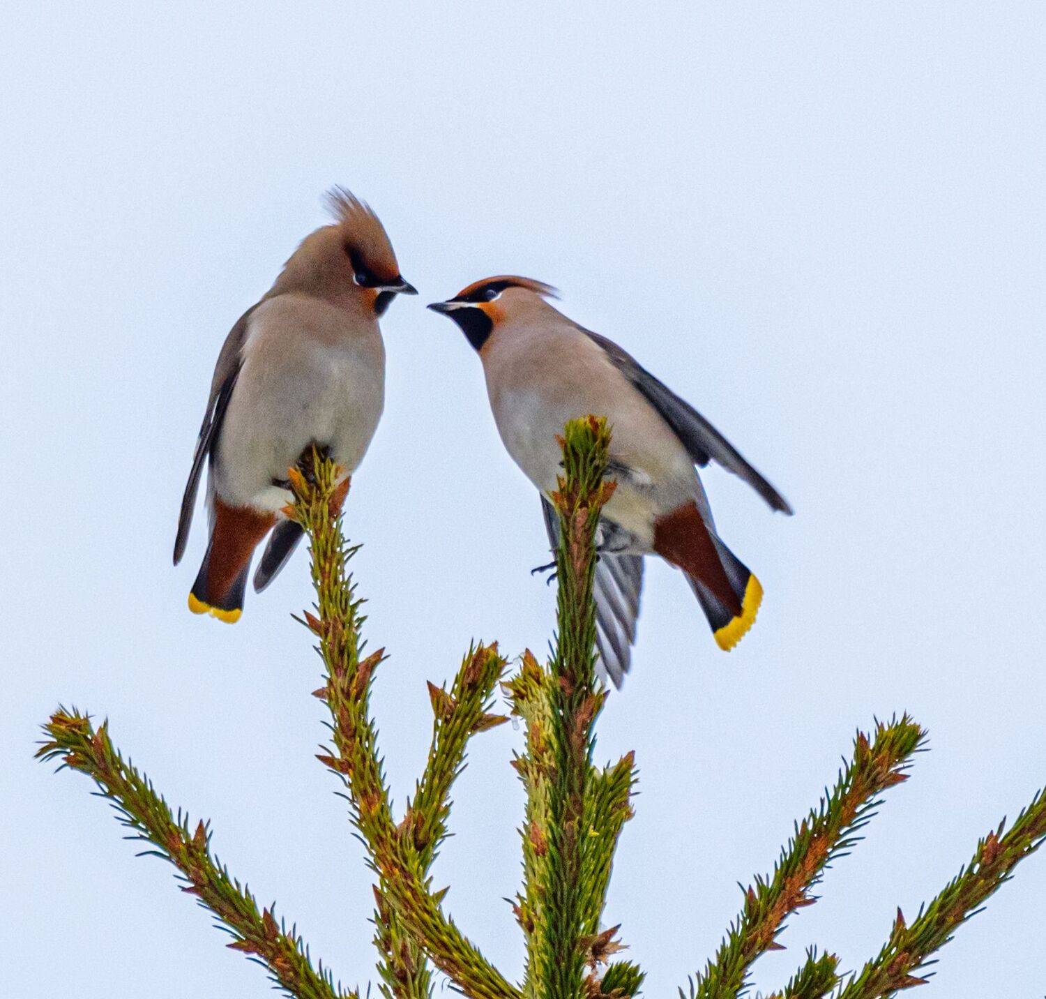 , Курлянцев Алексей