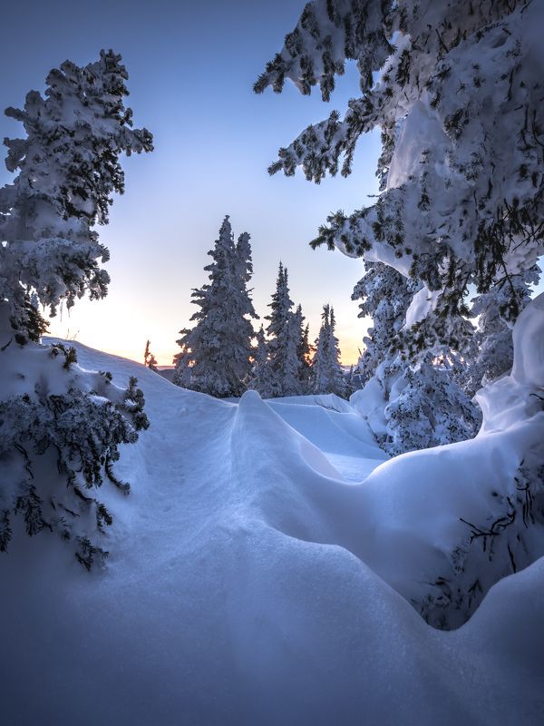 Причудливые ели… Weird firs... фото превью