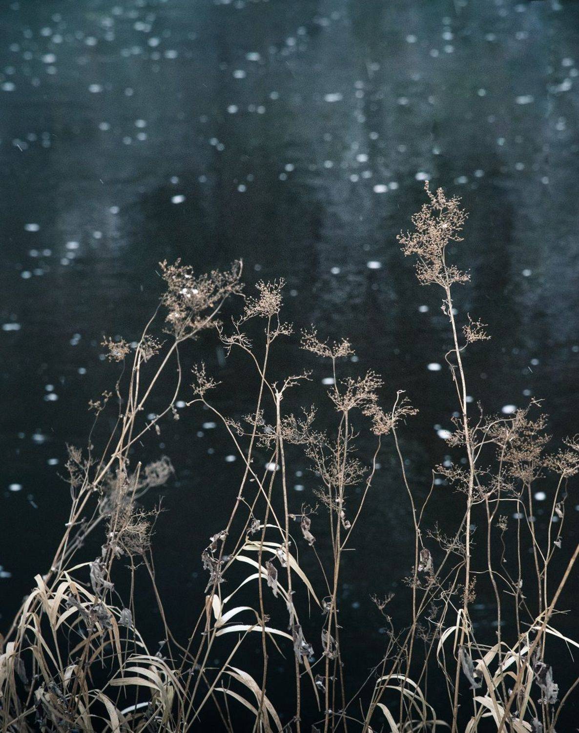 , Курзина Елена