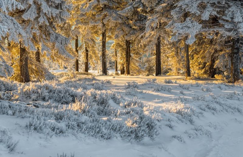 Światłem malowane фото превью