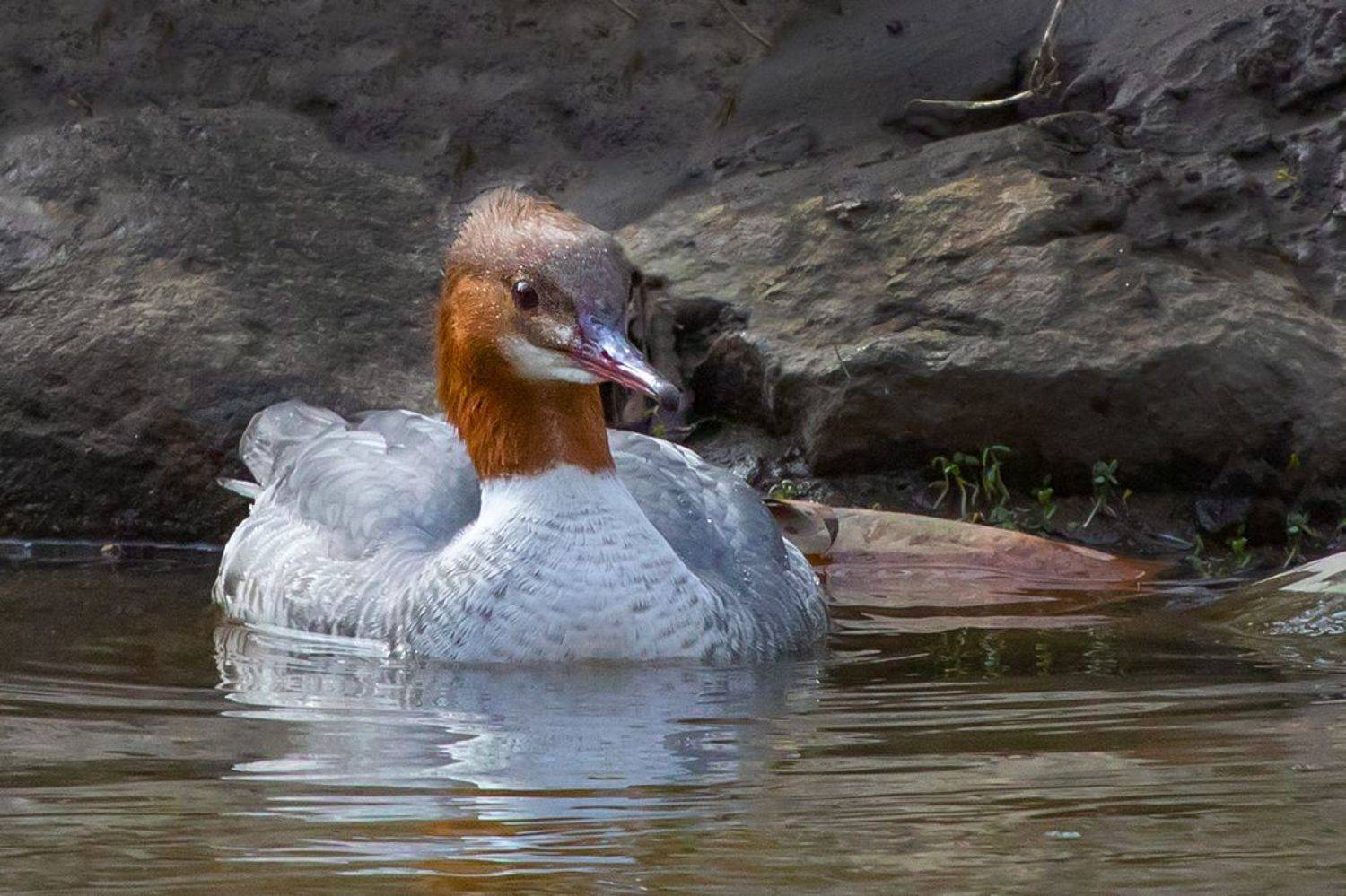 птица, крохаль, река, Наталия Сытина
